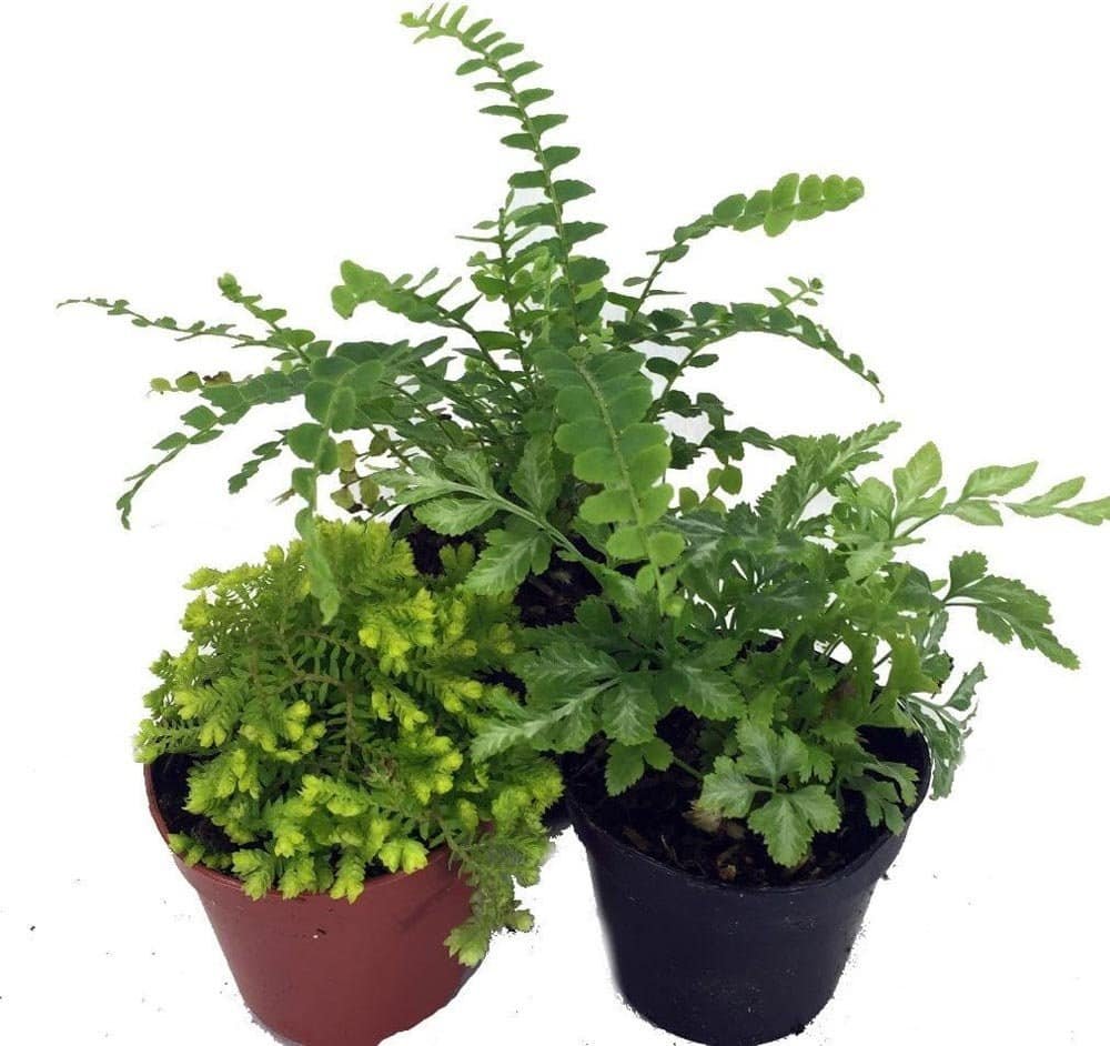 cute little ferns